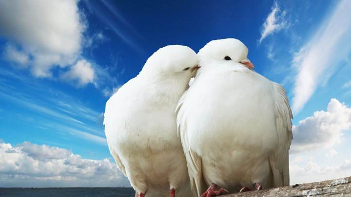 I Love You Whitey